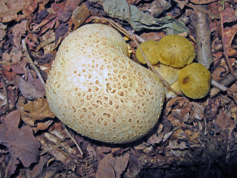 Xerocomus parasiticus